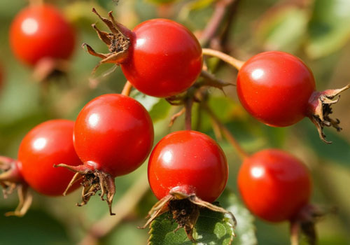 Плоды шиповника Плоды шиповника