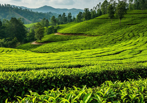 Чайная плантация Чайная плантация