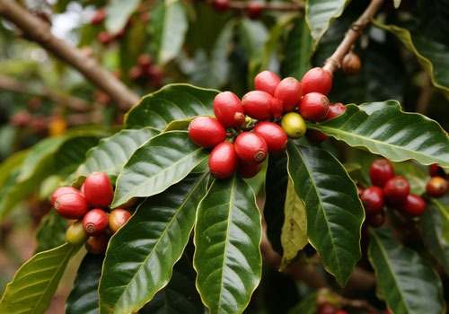Кофейные ягоды на дереве Кофейные ягоды на дереве