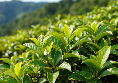 Чайный куст Чайный куст