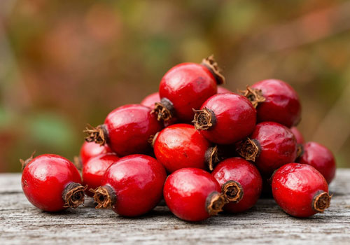 Плоды шиповника Плоды шиповника