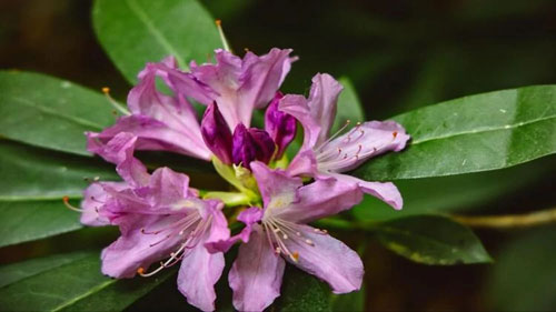 Цветок Саган-дайли