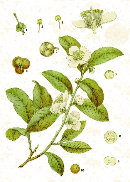 Схематическое изображение чайного цветка