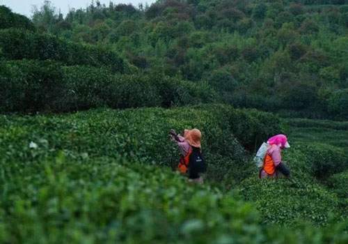 Сбор урожая чая