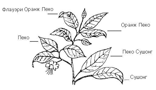 Схема маркировки чайных листьев