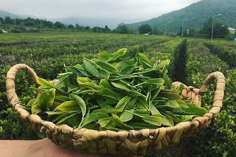 чайная плантация