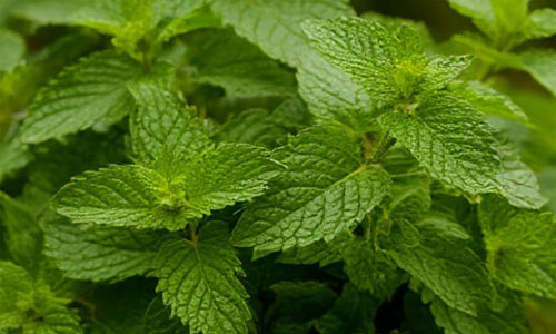 Мелисса Мелисса