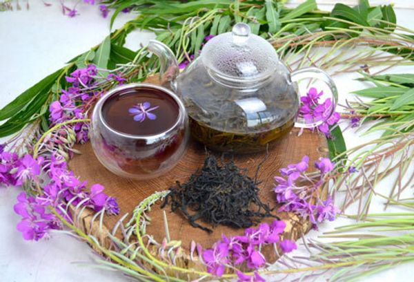 Иван-чай: лечебные свойства и противопоказания, польза и вред для человека
