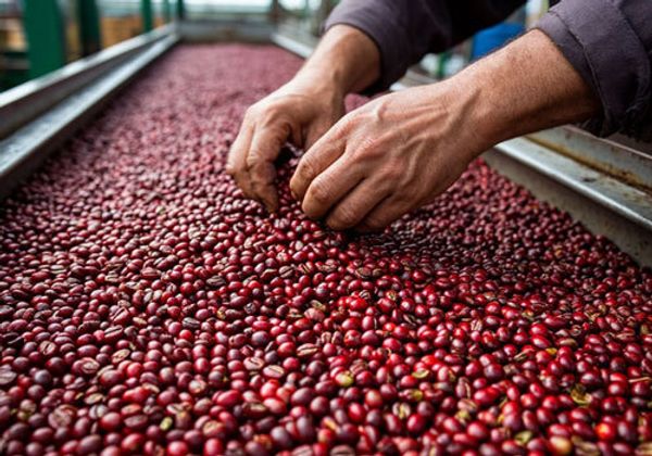 Как делают кофе в зёрнах Как делают кофе в зёрнах