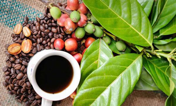 Содержание кофеина в чае и кофе - где больше, сколько содержится в чёрном и зелёном чае
