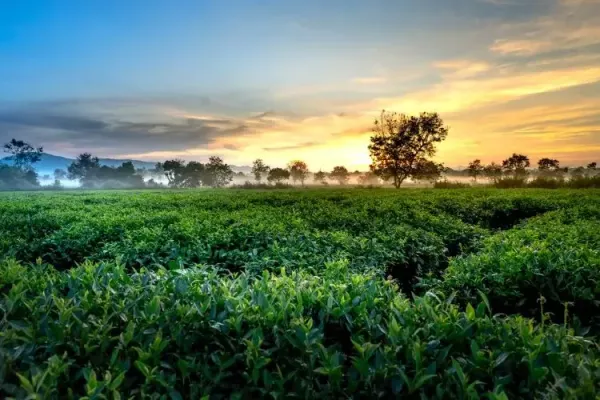 Цейлонский чай – всё о чае